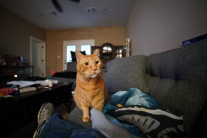 Orange cat on couch